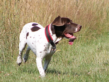 Sigrid 