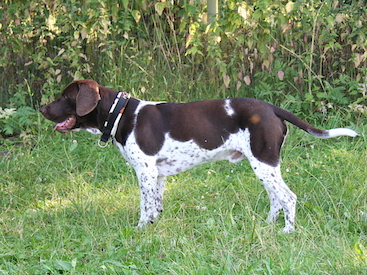 Holger