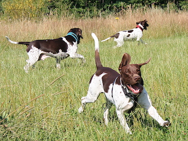 August, Sigrid & Oscar