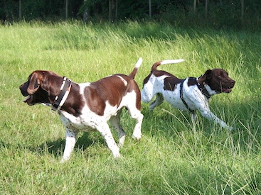 Holger & Oscar