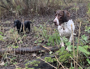 Wilma og Sonja jagt