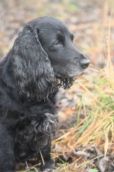 Wilma 12 år
