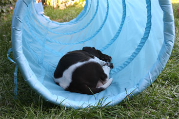 Albert sover i tunnelen