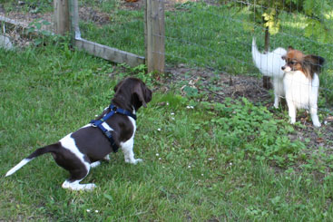 Albert undrer sig over, om en papillon er en rigtig hund...