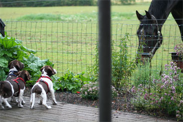 Ingrids flotte hest