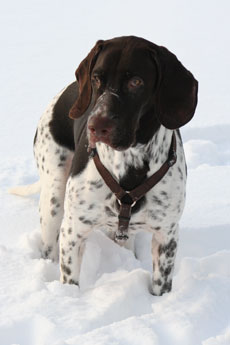 Charlie i sneen