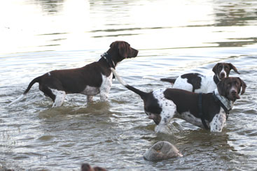 Walther, Thea og Charlie i vandet