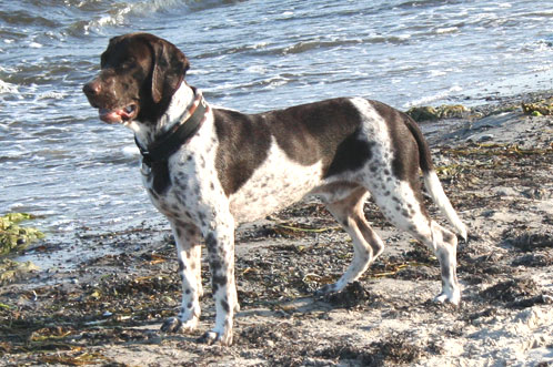 Charlie på stranden 