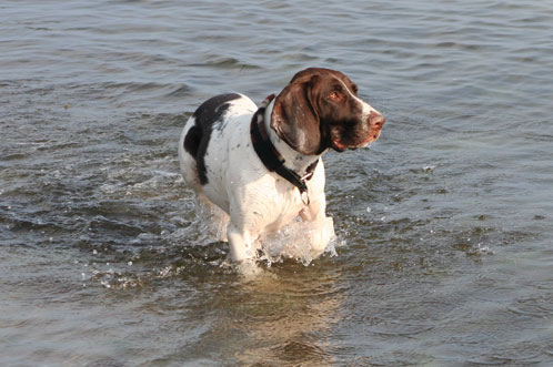 Thea nyder havet