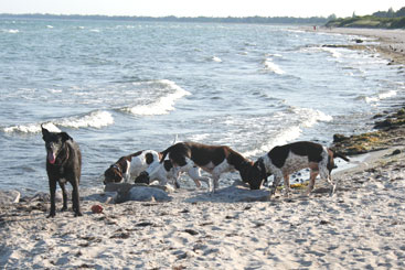 På stranden