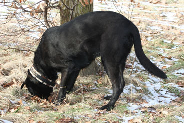 Keisha 11 år på jagt efter mus