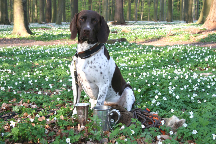 Walther prøvens bedste hund