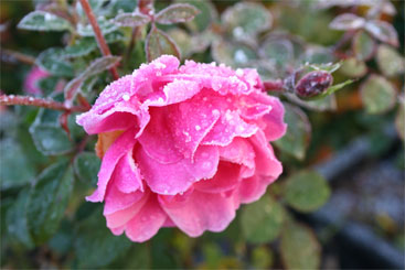 En rose med den første frost