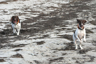 Walther og Thea spæner på stranden