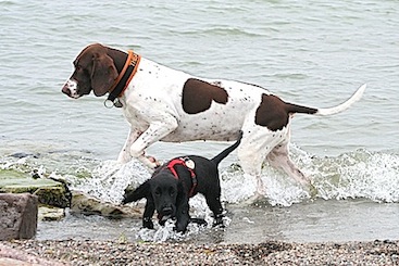 Thea og Wilma i vandet