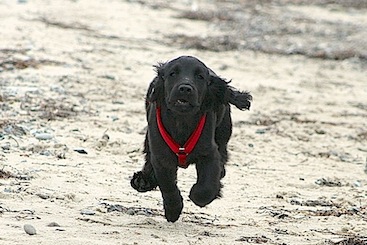 Wilma på stranden