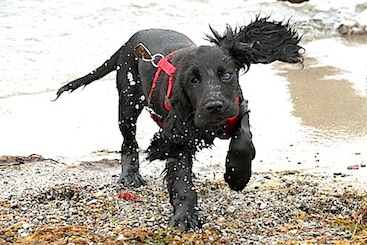 Wilma eller Lochness?