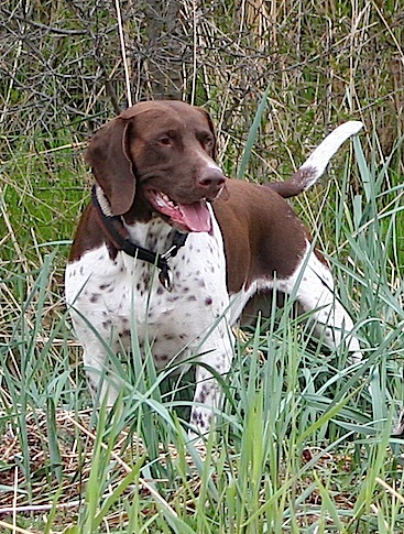 Walther på stranden