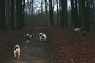 Jack, Thea, Marcus, Nuggi, Wupti, Fregne og Ellen