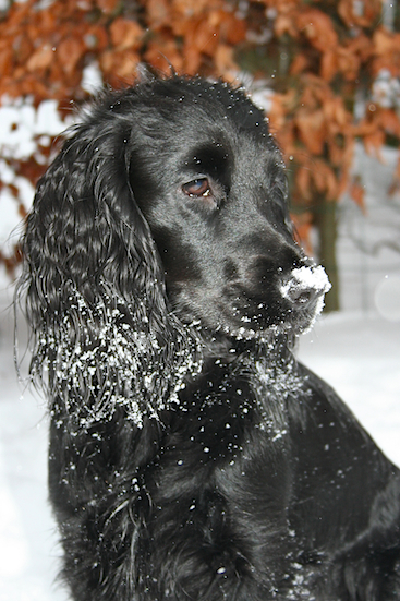 Wilma 1 år