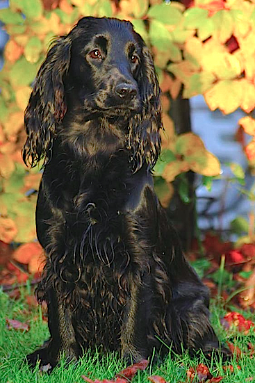 Wilma poserer for fotografen efterår 2013