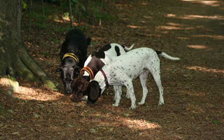 Keisha, Laura og Fanny