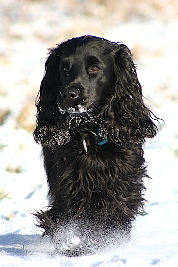 Wilma the snowqueen