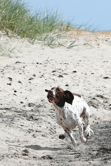 Racersonja på stranden sommer 16