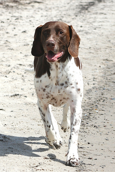 Walther på stranden sommeren 16