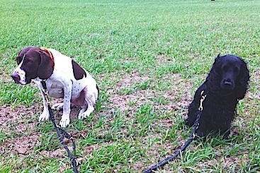 Thea og Wilma på jagt