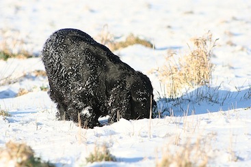 Snedronningen Wilma