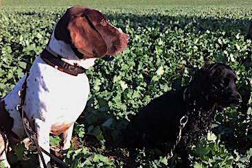 Wilma og Thea på jagt