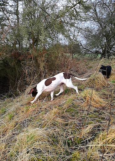 Thea og Wilma på jagt 