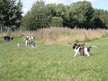 Besøg hos Hedvigs Hundecenter