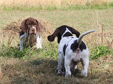 Besøg hos Hedvigs Hundecenter